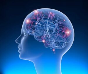 Illustration of a human head with brain and nerve connections