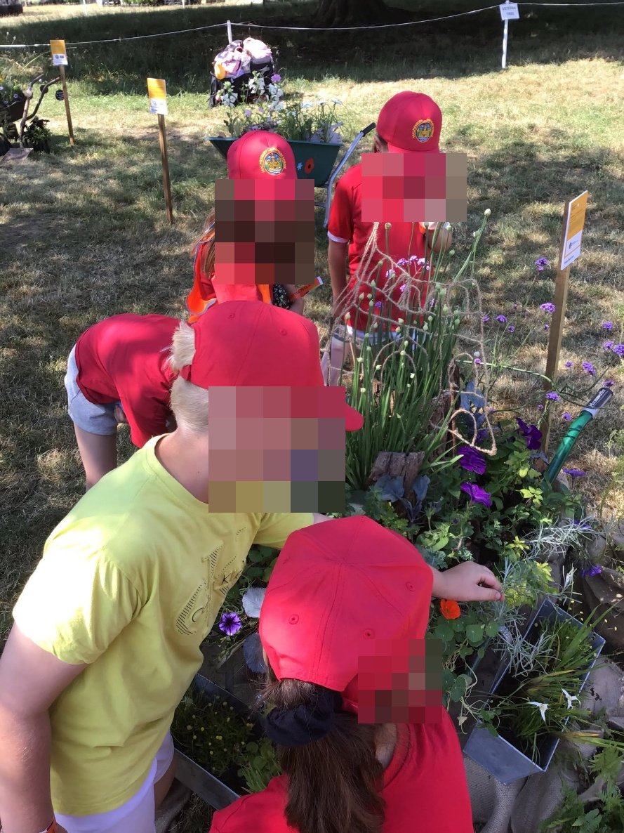 Children in red caps tending the school's wheelbarrow garden at the RHS show